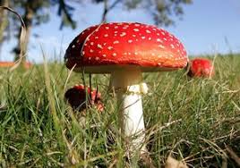 Профілактика отруєнь грибами